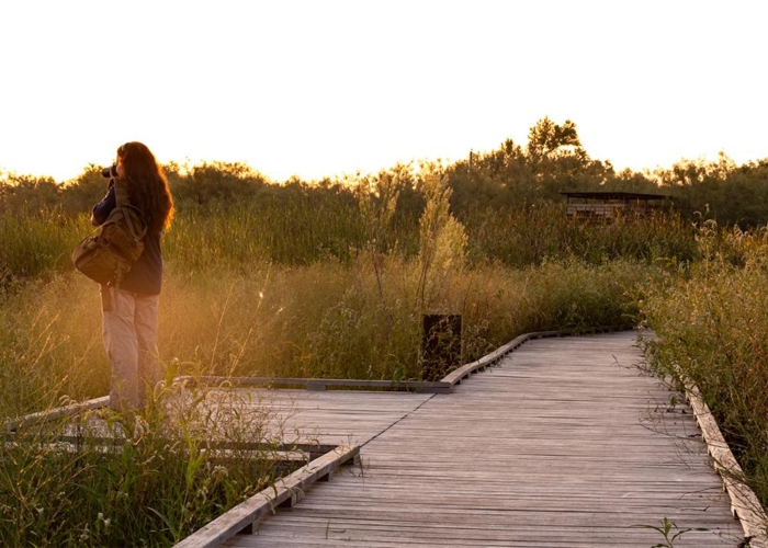 wood boardwalk weaving through wetlands