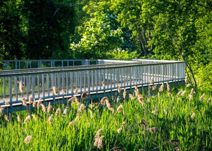 metal boardwalk with railings in a marsh