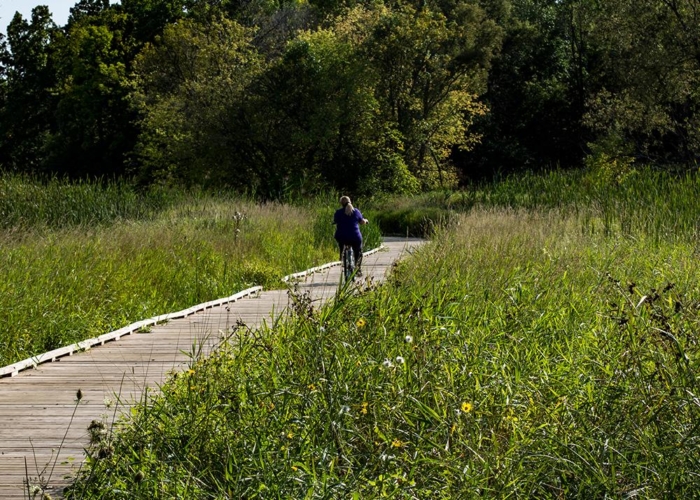 wood boardwalk weaving through wetlands